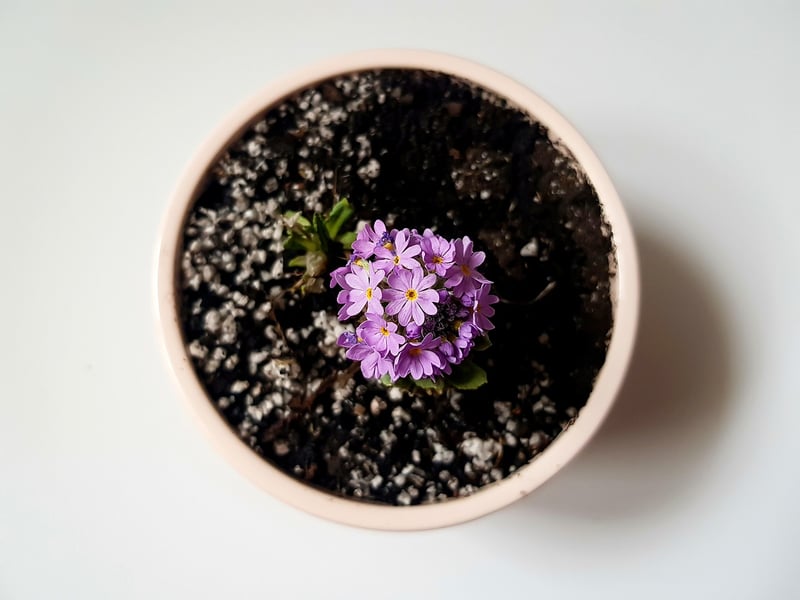 Plant Flowers Pots Herbs Planting